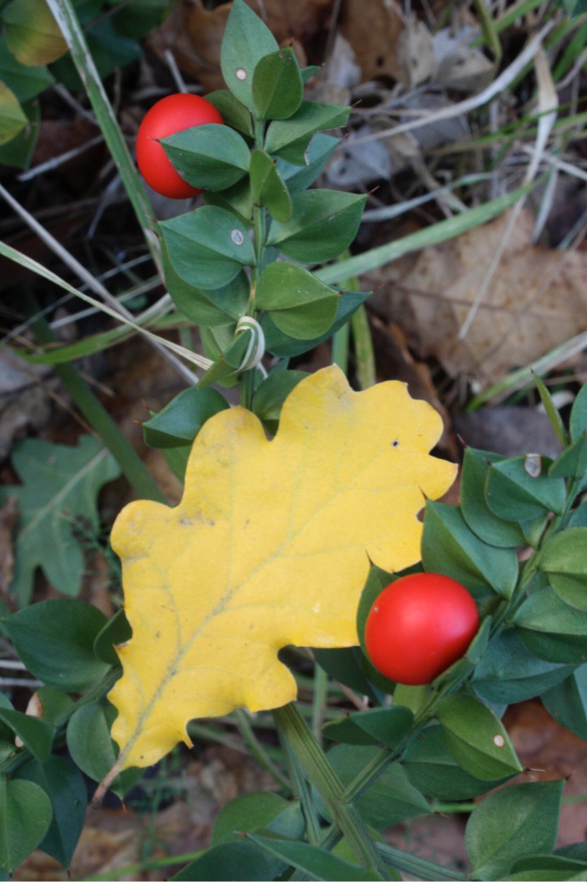 Colline d’Inverno – 8 mar 2026 – Alle sorgenti del Ravone