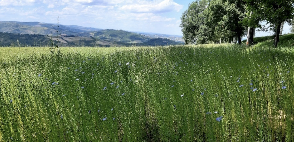 Colline d’Inverno 15 feb 26 – Anello del Pilastrino