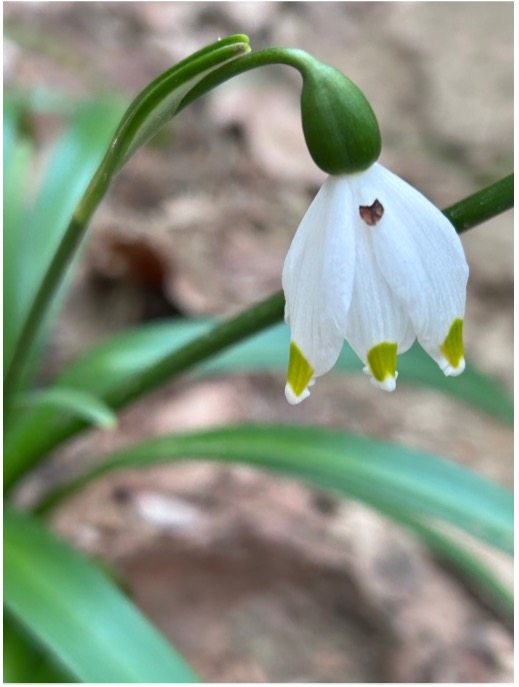 12 4 26 – Da Porta San Mamolo alla Chiesa di San Ruffillo attraverso tre parchi